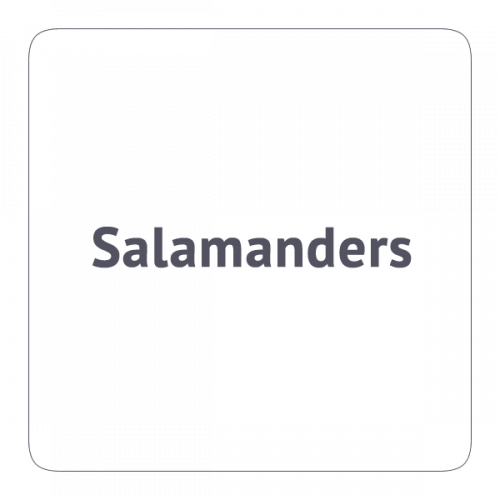 Salamanders